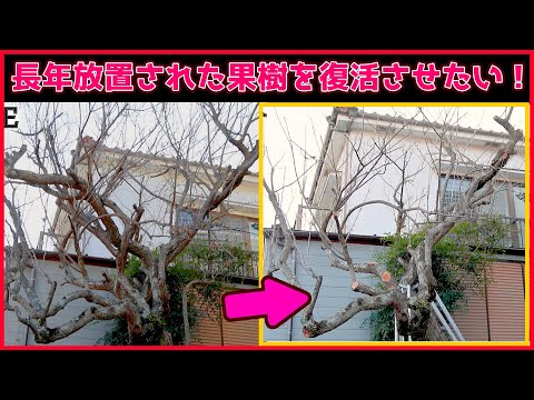 園芸 放置された果樹の剪定方法は?