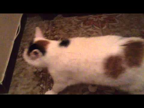 Giuditta che dice "tà"