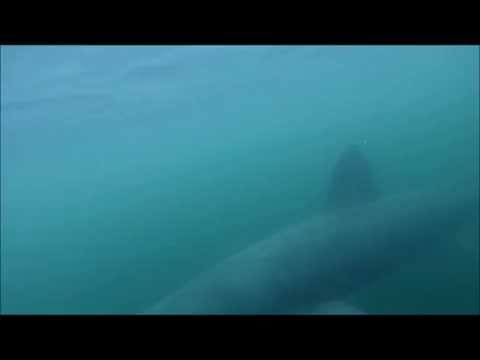 CBASS: Basking Shark off Maine Coast