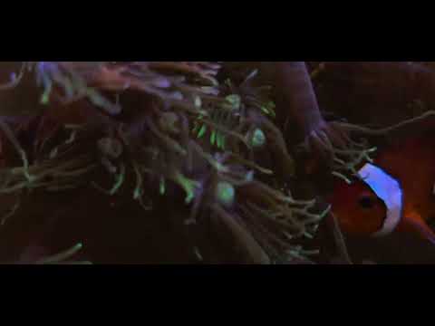 Polyp dance shallow reef