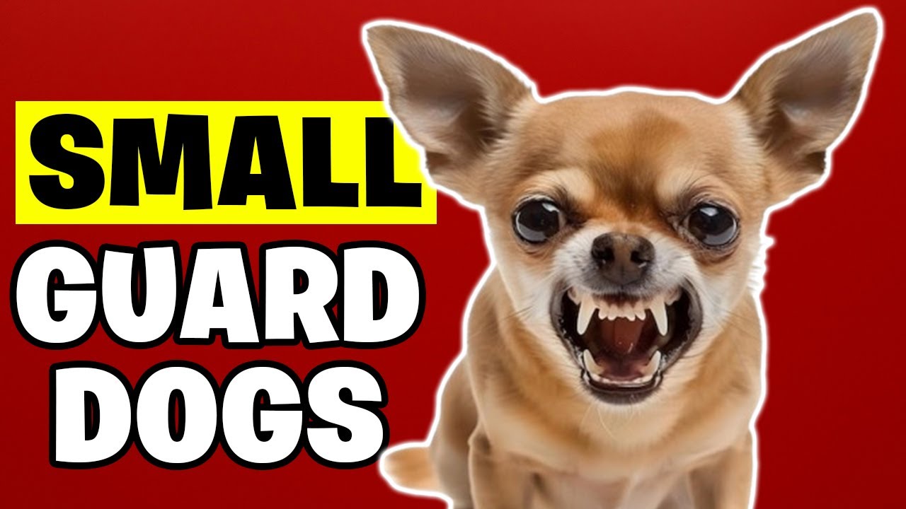 Top 10 SMALLEST Guard Dog Breeds You Need to Know Now