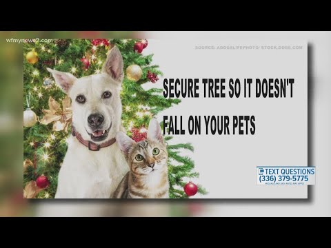 Ask the Vet: Keeping your pets safe in winter | Part 1
