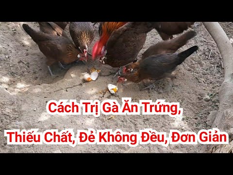 , title : 'Cách Trị Gà Ăn Trứng và Thiếu Chất, Đẻ Không Đều dễ - overcome the situation where chickens eat eggs'