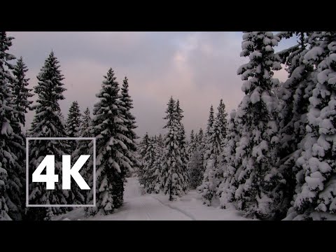 Snow Walk In Forest - Norway - beautiful nature sounds | 4K
