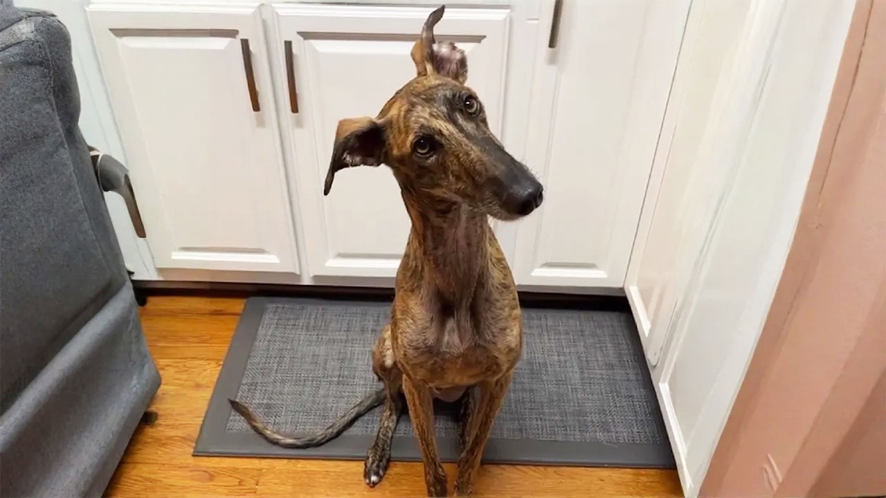Rescue Dog Mango Gets a Forever Home – His Reaction Will Make You Cry Rescue Dog Mango Gets a Forever Home – His Reaction Will Make You Cry