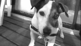 Barry the Dog and Mylo the Cat are back with another brand new song, titled "Quarter Water Kids" by Solo for Dolo.