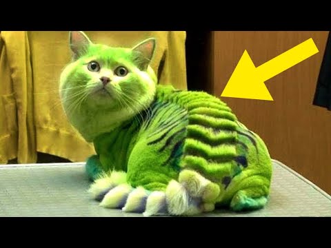 10 Ungewöhnlich SELTSAME Katzen, die TATSÄCHLICH existieren