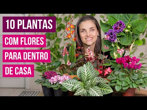, title : '10 PLANTAS com FLORES para AMBIENTES INTERNOS'