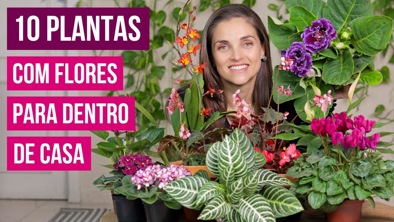 10 PLANTAS com FLORES para AMBIENTES INTERNOS