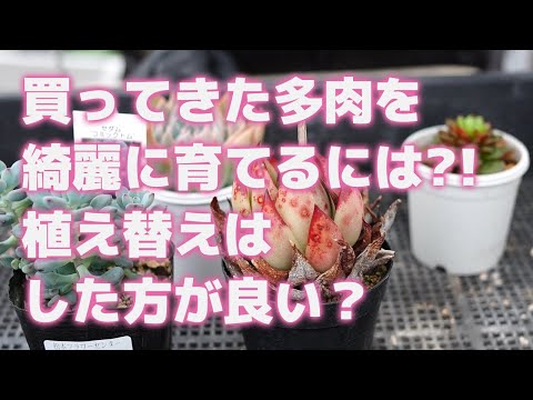 この春、多肉植物の植え替えはいつ頃できるでしょうか？植え替えを成功させるための重要なステップ  庭園