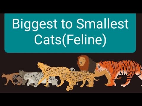 Top Ten Biggest to Smallest Cats (Feline) Species in the World