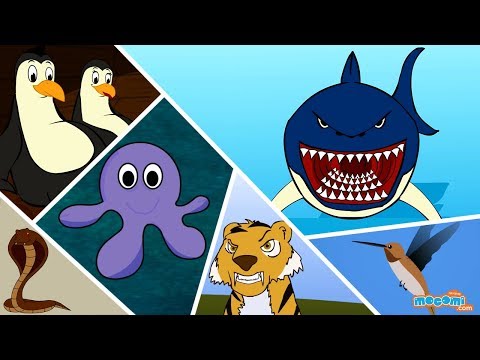 11 Amazing Animals in the World - Learn Facts about Animals | Educational Videos by Mocomi Kids