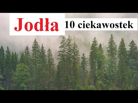 Fir - 10 interesting facts