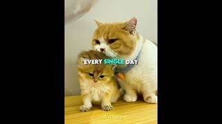 This Cat Pulled Off the Ultimate Plot Twist 🤯🐱 #shorts