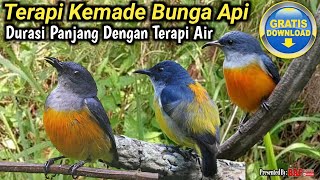 Download lagu TERAPI BURUNG KEMADE BUNGA API mp3 Download lagu TERAPI BURUNG KEMADE BUNGA API mp3