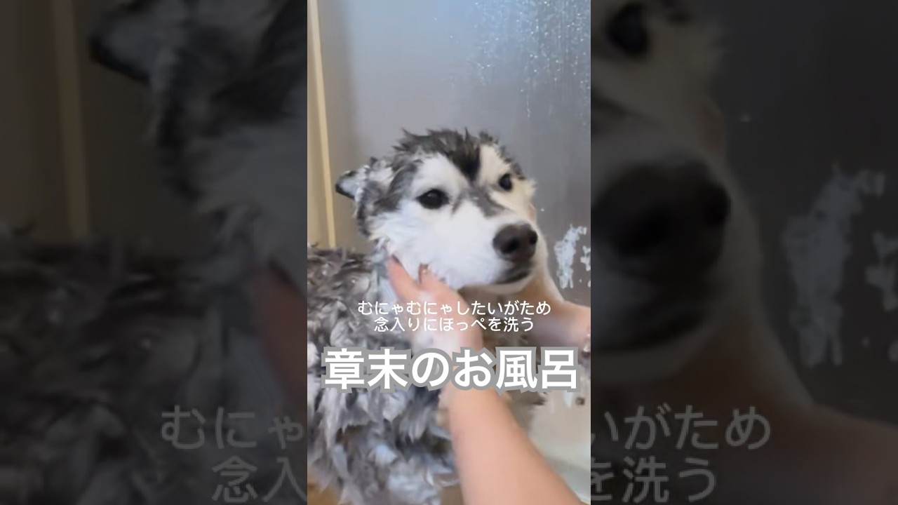 章末のお風呂🛁2ヶ月くらいに1回くらいですうちは^ ^