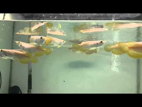 Super hb đuôi to giá 1t8