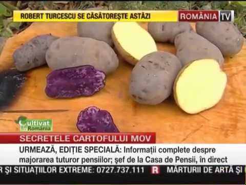 , title : 'Cultivarea cartofilor mov in Romania - povestea de succes a unui fermier din Neamt'
