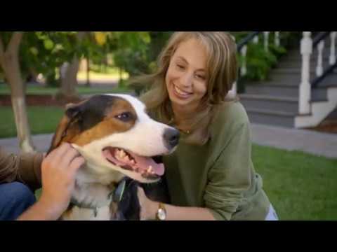 Whistle 100-04203-00 Go Explore/The Ultimate Health + Location Tracker for Pets.