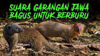 Download lagu SUARA GARANGAN MANGGIL TEMAN 🟡 VOLUME KERAS mp3