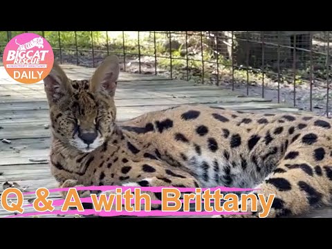 Big Cat Rescue LIVE Q&A with Brittany at Big Cat Rescue- 07 17 2022