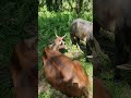 Kawin Alami Betina Sampe Terduduk Booskuu