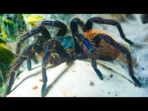 Sklípkavec zelenomodrý (Chromatopelma cyaneopubescens, GBB) — starostlivosť, terárium a kŕmenie (The Tarantula Collective)