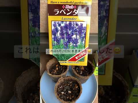 境界線、ポーチの下、壁沿いの多年草？葵の種まきの時期を学びましょう！  庭園