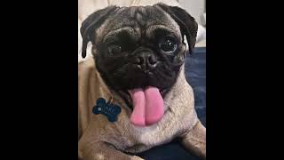 Video preview image #1 Pug Puppy For Sale in Corona, CA, USA