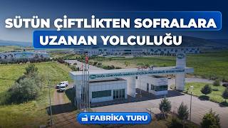 Sütün Çiftlikten Sofralara Uzanan Yolculuğu | Fabrika Turu