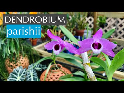 Dendrobium parishii