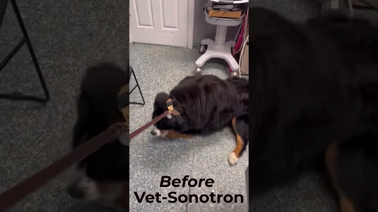 Vet-Sonotron by ADM Tronics helps to relieve your dogs pain.