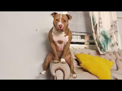 Je vous mets au défi de ne pas rire devant ces vidéos d'animaux les plus drôles.