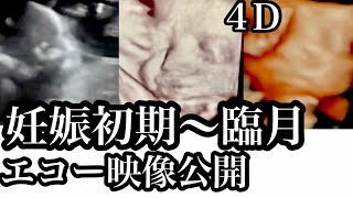 4dエコー公開 妊娠初期 臨月 赤ちゃんの成長記録 臨月妊婦 أفضل موقع لتشغيل ملفات Mp3 مجان ا