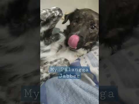 Our Jabber super sweet 😍 #shorts #jabber #furbaby #furmom