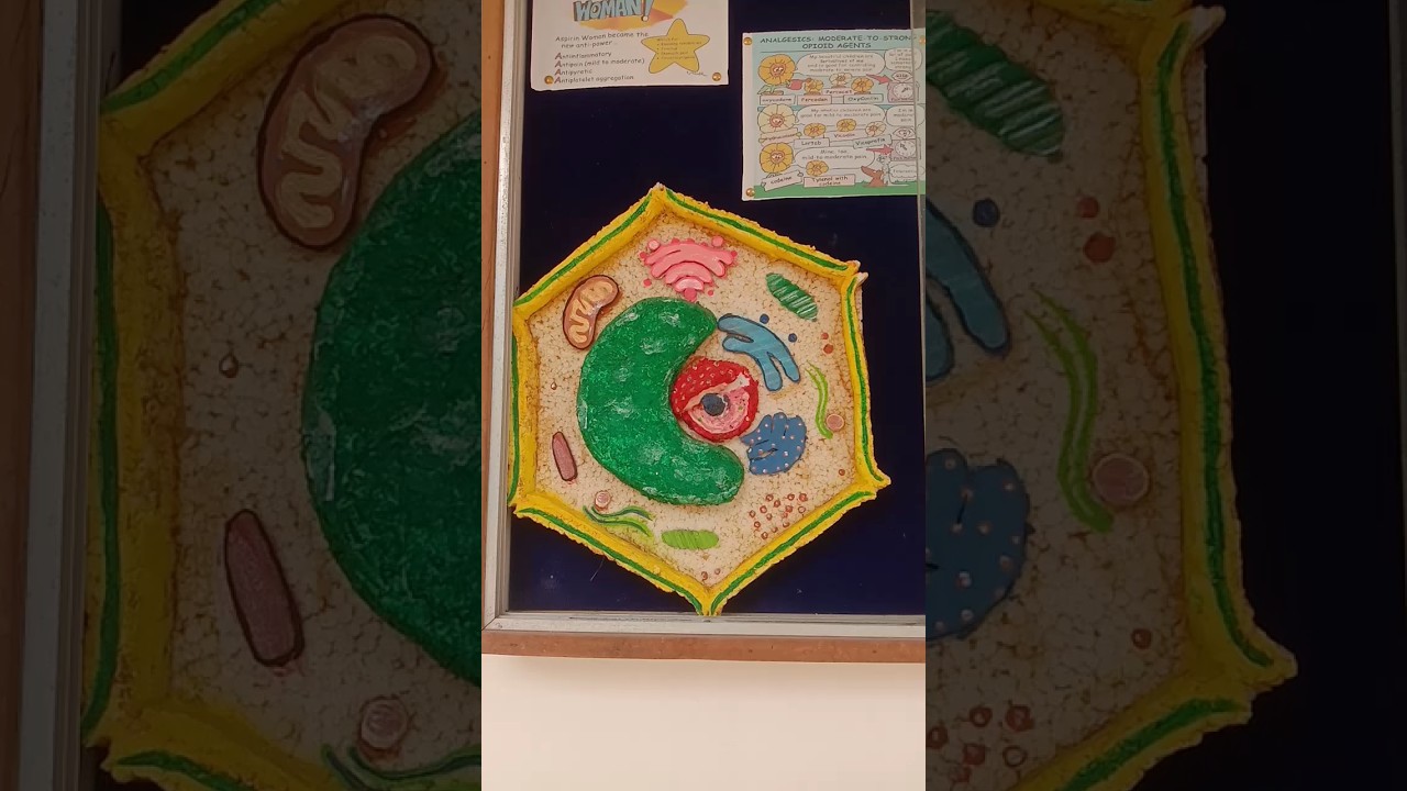 plant cell | plant cell model | plant cell 3d model