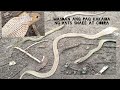 MASDAN ANG PAGKAKAIBA NG RATS SNAKE AT COBRA