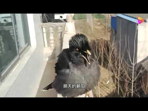 Bird singing Chinese song || #bird #chinese