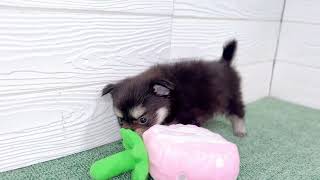 ハーフ犬の動画01