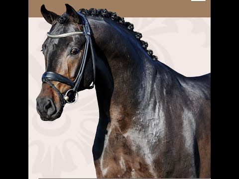 5. Embryo Sir Donnerhall x Blue Hors Don Schufro (Gesine)