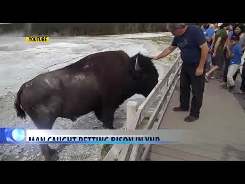 Video: Man caught petting bison at Yellowstone National Park