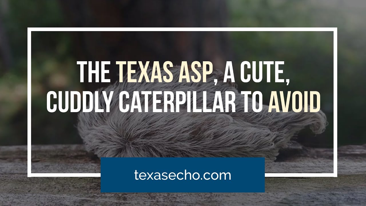 Texas Asp, A Cute, Cuddly Caterpillar to Avoid
