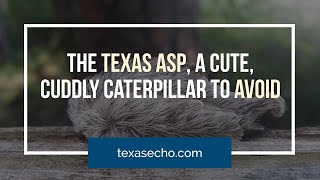 Texas Asp, A Cute, Cuddly Caterpillar to Avoid