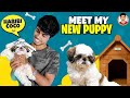 Meet My New Puppy 🐕| Habibi CoCo😂 | My New Friend ❤️| Shih Tzu | Naveen's Thought