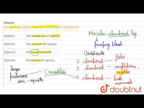 An aperture called 'Foramen of Panizzae' is present in