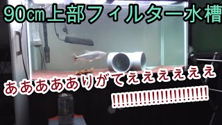 90㎝水槽四天王の一つを紹介します!【アクアリウム,熱帯魚,ドラードフィッシュ,バガリウス・ヤレリー】