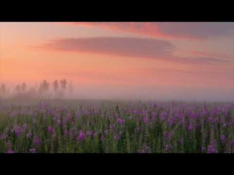 September (instumental • 1 hour loop) - Sparky Deathcap