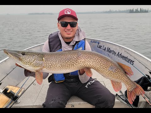 Sight Fishing Pike At Lac la Martre, NWT