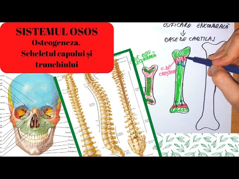 ADMITERE MEDICINA: SISTEMUL OSOS 1: Osteogeneza, Scheletul capului si al trunchiului