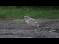 Herring Gull Fledgling Vocalizing And Gesturing In The Park